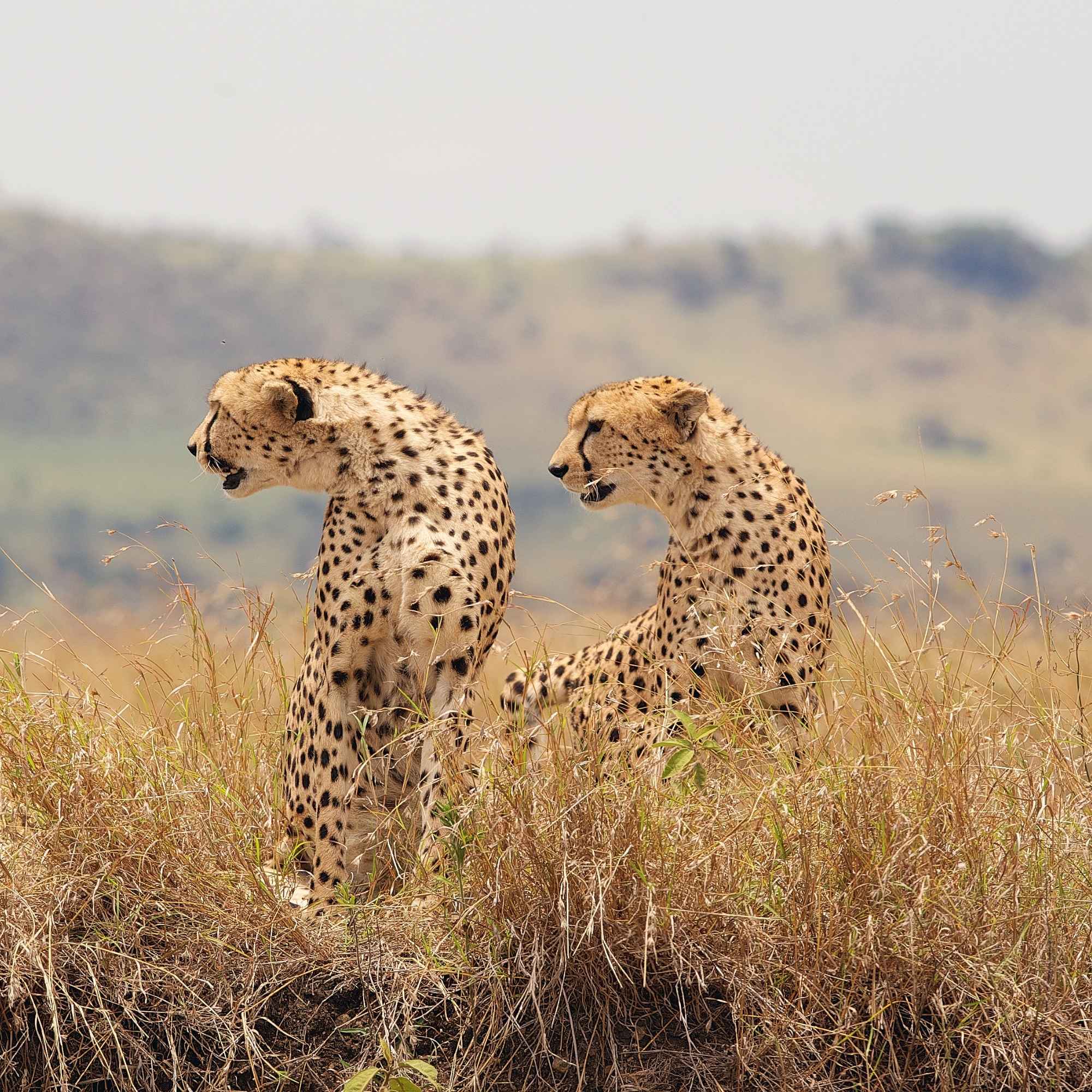 South Africa